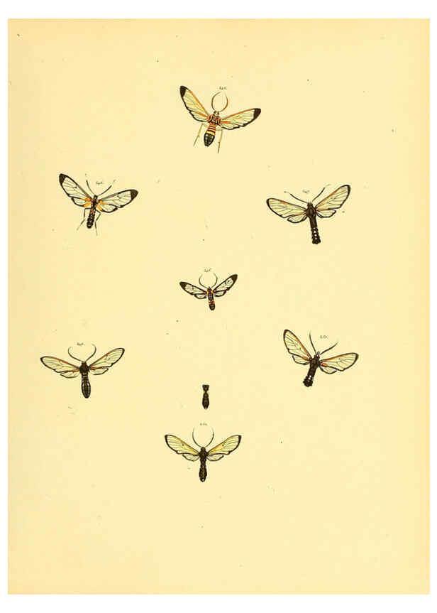 Reproducción/Reproduction 6140441358: Sammlung neuer oder wenig bekannter aussereuropäischer Schmetterlinge. Bd.1. Regensburg :G.J. Manz,1850/1858 [i.e. 1858-1869]
