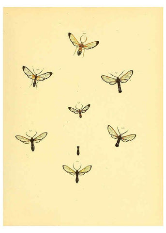 Reproducción/Reproduction 6140441358: Sammlung neuer oder wenig bekannter aussereuropäischer Schmetterlinge. Bd.1. Regensburg :G.J. Manz,1850/1858 [i.e. 1858-1869]