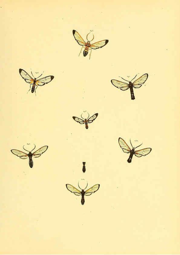 Reproducción/Reproduction 6140441358: Sammlung neuer oder wenig bekannter aussereuropäischer Schmetterlinge. Bd.1. Regensburg :G.J. Manz,1850/1858 [i.e. 1858-1869]