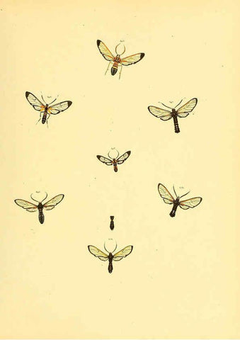 Reproducción/Reproduction 6140441358: Sammlung neuer oder wenig bekannter aussereuropäischer Schmetterlinge. Bd.1. Regensburg :G.J. Manz,1850/1858 [i.e. 1858-1869]
