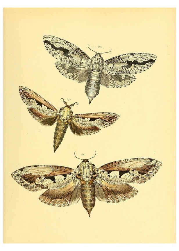 Reproducción/Reproduction 6140428460: Sammlung neuer oder wenig bekannter aussereuropäischer Schmetterlinge. Bd.1. Regensburg :G.J. Manz,1850/1858 [i.e. 1858-1869]