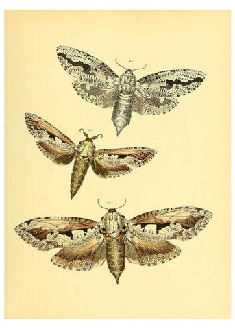 Reproducción/Reproduction 6140428460: Sammlung neuer oder wenig bekannter aussereuropäischer Schmetterlinge. Bd.1. Regensburg :G.J. Manz,1850/1858 [i.e. 1858-1869]