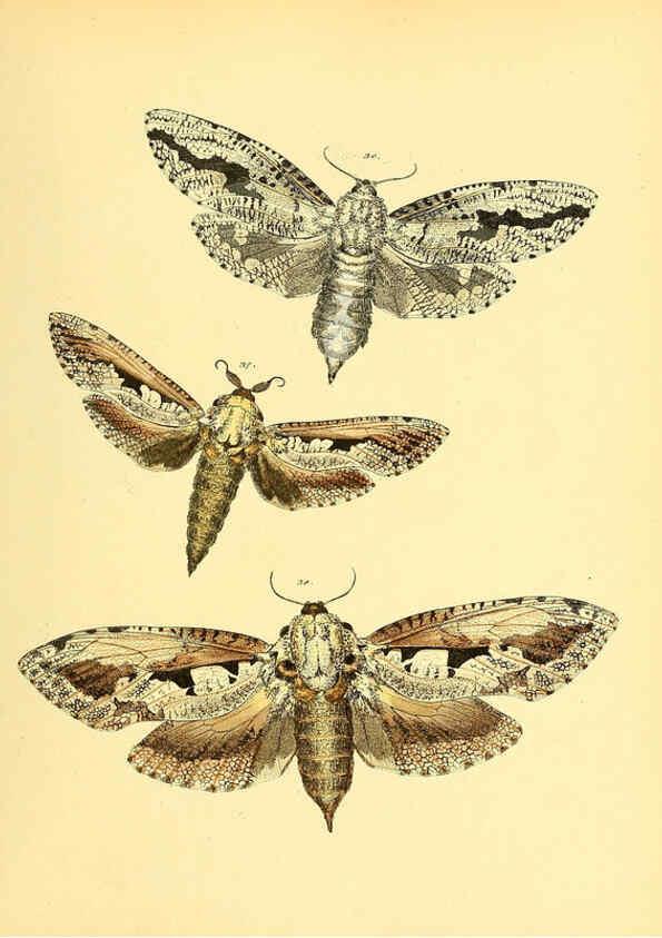 Reproducción/Reproduction 6140428460: Sammlung neuer oder wenig bekannter aussereuropäischer Schmetterlinge. Bd.1. Regensburg :G.J. Manz,1850/1858 [i.e. 1858-1869]