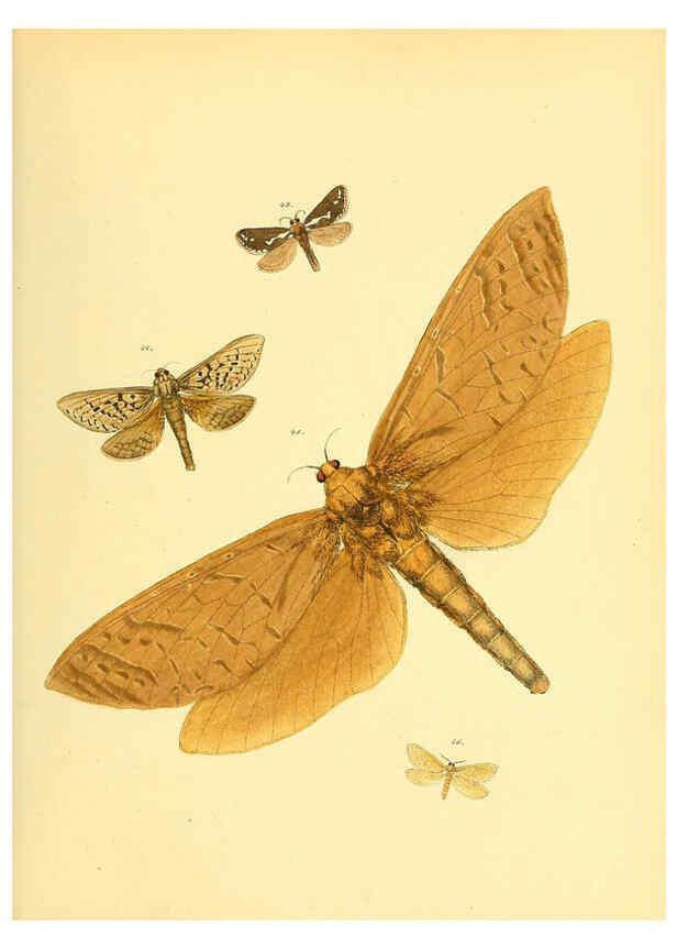 Reproducción/Reproduction 6140429250: Sammlung neuer oder wenig bekannter aussereuropäischer Schmetterlinge. Bd.1. Regensburg :G.J. Manz,1850/1858 [i.e. 1858-1869]