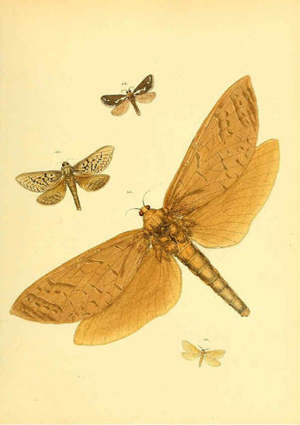 Reproducción/Reproduction 6140429250: Sammlung neuer oder wenig bekannter aussereuropäischer Schmetterlinge. Bd.1. Regensburg :G.J. Manz,1850/1858 [i.e. 1858-1869]