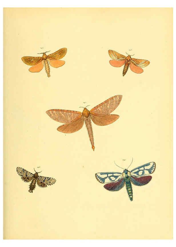 Reproducción/Reproduction 6139884525: Sammlung neuer oder wenig bekannter aussereuropäischer Schmetterlinge. Bd.1. Regensburg :G.J. Manz,1850/1858 [i.e. 1858-1869]