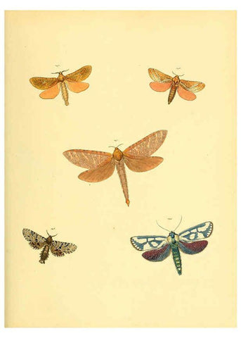 Reproducción/Reproduction 6139884525: Sammlung neuer oder wenig bekannter aussereuropäischer Schmetterlinge. Bd.1. Regensburg :G.J. Manz,1850/1858 [i.e. 1858-1869]