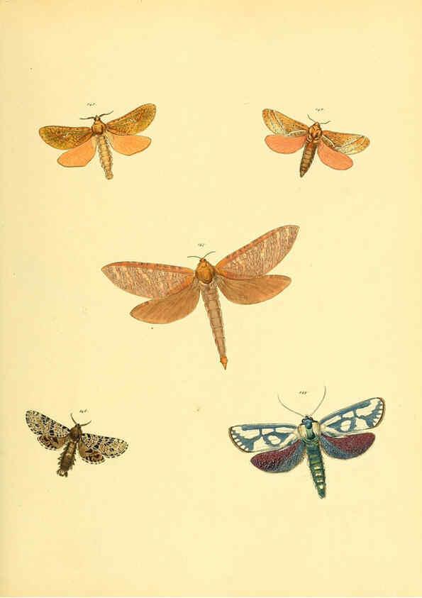 Reproducción/Reproduction 6139884525: Sammlung neuer oder wenig bekannter aussereuropäischer Schmetterlinge. Bd.1. Regensburg :G.J. Manz,1850/1858 [i.e. 1858-1869]