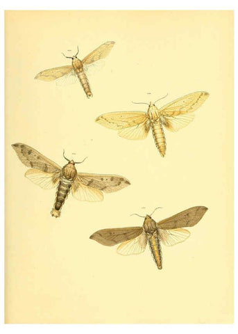 Reproducción/Reproduction 6139884851: Sammlung neuer oder wenig bekannter aussereuropäischer Schmetterlinge. Bd.1. Regensburg :G.J. Manz,1850/1858 [i.e. 1858-1869]