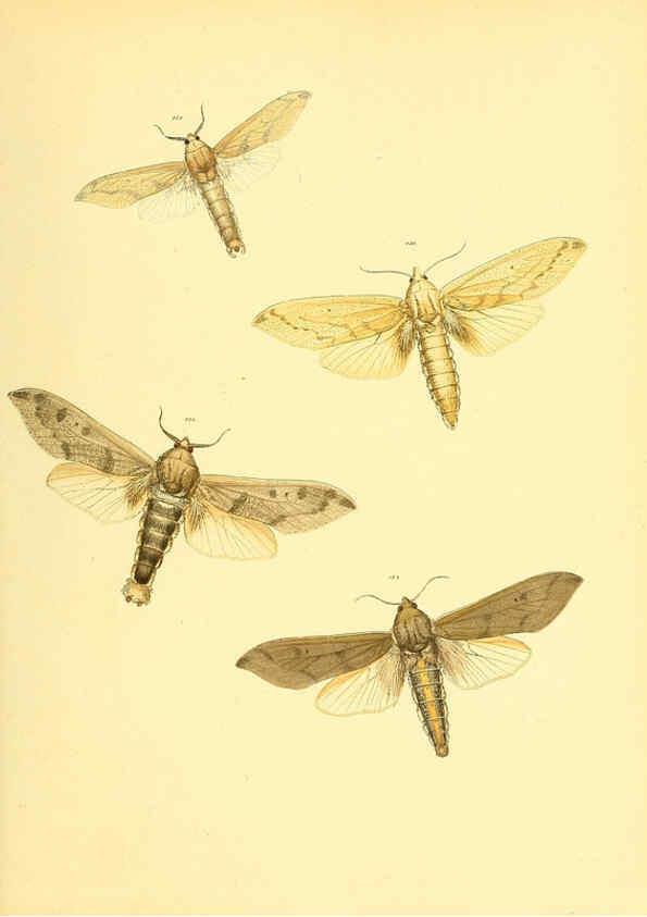 Reproducción/Reproduction 6139884851: Sammlung neuer oder wenig bekannter aussereuropäischer Schmetterlinge. Bd.1. Regensburg :G.J. Manz,1850/1858 [i.e. 1858-1869]