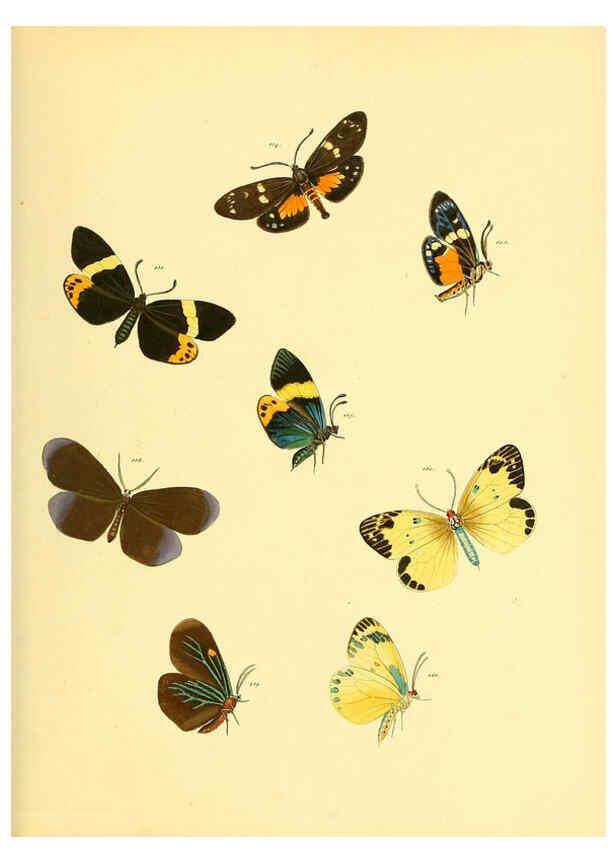 Reproducción/Reproduction 6140436586: Sammlung neuer oder wenig bekannter aussereuropäischer Schmetterlinge. Bd.1. Regensburg :G.J. Manz,1850/1858 [i.e. 1858-1869]