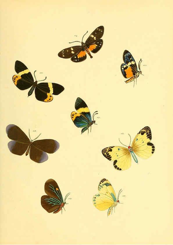 Reproducción/Reproduction 6140436586: Sammlung neuer oder wenig bekannter aussereuropäischer Schmetterlinge. Bd.1. Regensburg :G.J. Manz,1850/1858 [i.e. 1858-1869]