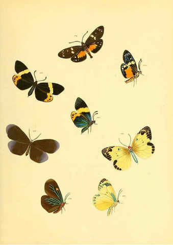 Reproducción/Reproduction 6140436586: Sammlung neuer oder wenig bekannter aussereuropäischer Schmetterlinge. Bd.1. Regensburg :G.J. Manz,1850/1858 [i.e. 1858-1869]