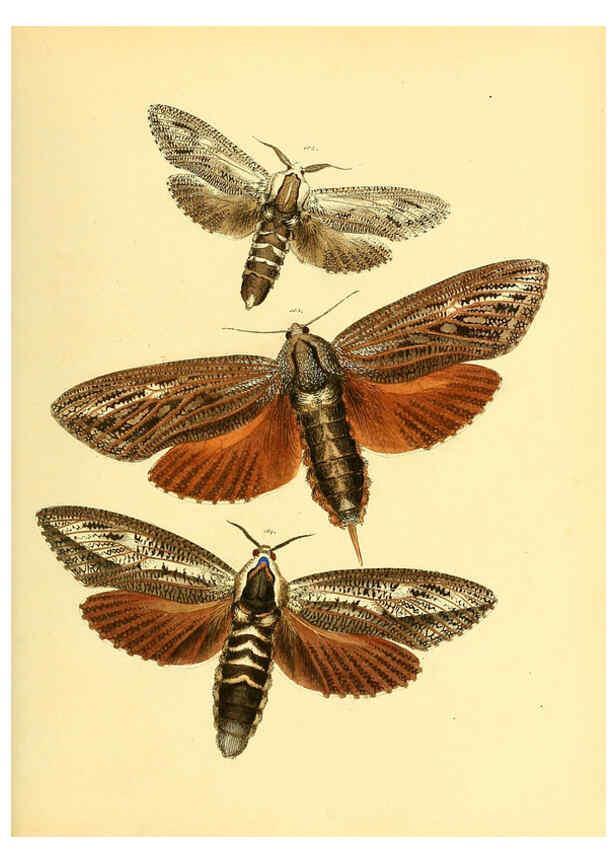 Reproducción/Reproduction 6140436992: Sammlung neuer oder wenig bekannter aussereuropäischer Schmetterlinge. Bd.1. Regensburg :G.J. Manz,1850/1858 [i.e. 1858-1869]
