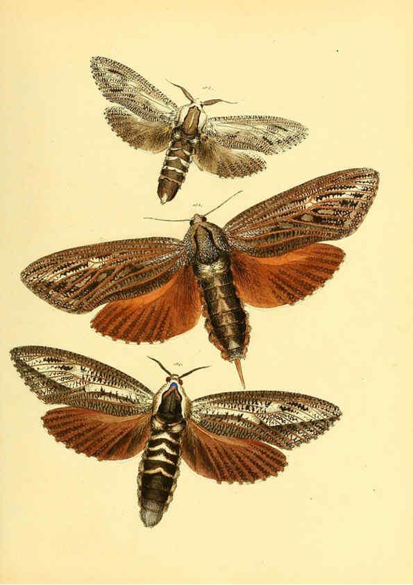 Reproducción/Reproduction 6140436992: Sammlung neuer oder wenig bekannter aussereuropäischer Schmetterlinge. Bd.1. Regensburg :G.J. Manz,1850/1858 [i.e. 1858-1869]