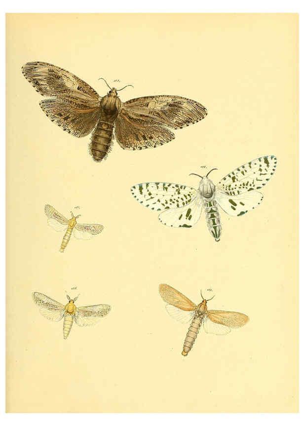 Reproducción/Reproduction 6140437404: Sammlung neuer oder wenig bekannter aussereuropäischer Schmetterlinge. Bd.1. Regensburg :G.J. Manz,1850/1858 [i.e. 1858-1869]