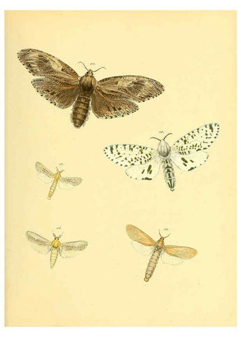 Reproducción/Reproduction 6140437404: Sammlung neuer oder wenig bekannter aussereuropäischer Schmetterlinge. Bd.1. Regensburg :G.J. Manz,1850/1858 [i.e. 1858-1869]