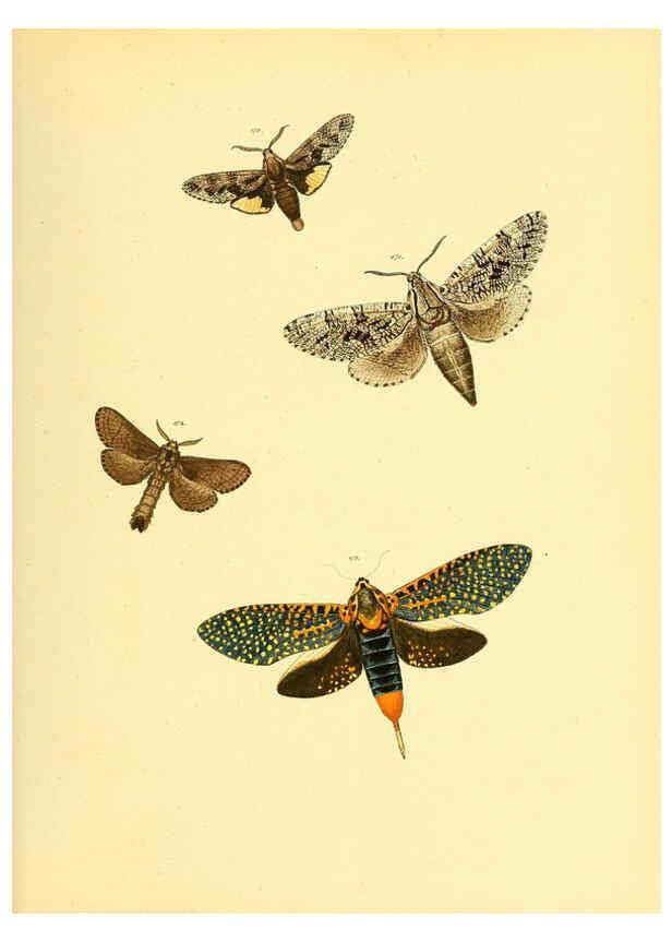 Reproducción/Reproduction 6140437678: Sammlung neuer oder wenig bekannter aussereuropäischer Schmetterlinge. Bd.1. Regensburg :G.J. Manz,1850/1858 [i.e. 1858-1869]