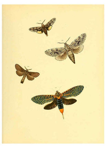 Reproducción/Reproduction 6140437678: Sammlung neuer oder wenig bekannter aussereuropäischer Schmetterlinge. Bd.1. Regensburg :G.J. Manz,1850/1858 [i.e. 1858-1869]
