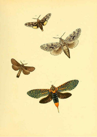 Reproducción/Reproduction 6140437678: Sammlung neuer oder wenig bekannter aussereuropäischer Schmetterlinge. Bd.1. Regensburg :G.J. Manz,1850/1858 [i.e. 1858-1869]