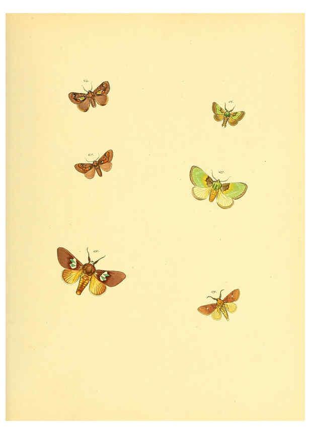 Reproducción/Reproduction 6140438004: Sammlung neuer oder wenig bekannter aussereuropäischer Schmetterlinge. Bd.1. Regensburg :G.J. Manz,1850/1858 [i.e. 1858-1869]