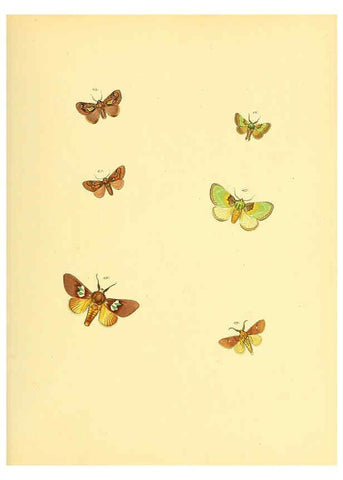 Reproducción/Reproduction 6140438004: Sammlung neuer oder wenig bekannter aussereuropäischer Schmetterlinge. Bd.1. Regensburg :G.J. Manz,1850/1858 [i.e. 1858-1869]