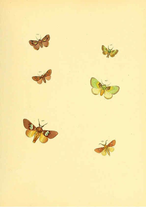Reproducción/Reproduction 6140438004: Sammlung neuer oder wenig bekannter aussereuropäischer Schmetterlinge. Bd.1. Regensburg :G.J. Manz,1850/1858 [i.e. 1858-1869]