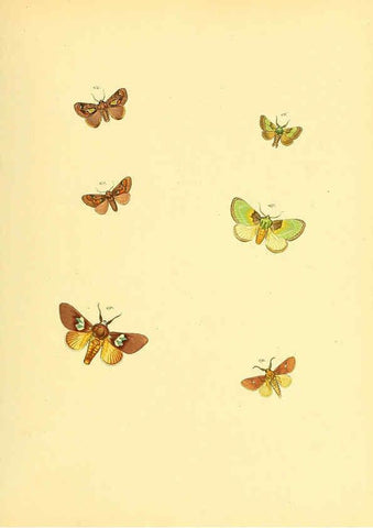Reproducción/Reproduction 6140438004: Sammlung neuer oder wenig bekannter aussereuropäischer Schmetterlinge. Bd.1. Regensburg :G.J. Manz,1850/1858 [i.e. 1858-1869]