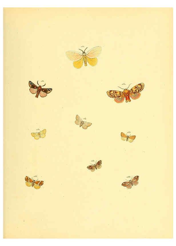 Reproducción/Reproduction 6139886851: Sammlung neuer oder wenig bekannter aussereuropäischer Schmetterlinge. Bd.1. Regensburg :G.J. Manz,1850/1858 [i.e. 1858-1869]