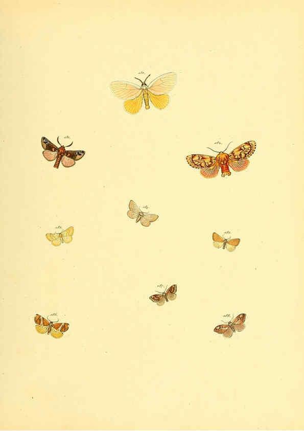 Reproducción/Reproduction 6139886851: Sammlung neuer oder wenig bekannter aussereuropäischer Schmetterlinge. Bd.1. Regensburg :G.J. Manz,1850/1858 [i.e. 1858-1869]