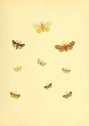 Reproducción/Reproduction 6139886851: Sammlung neuer oder wenig bekannter aussereuropäischer Schmetterlinge. Bd.1. Regensburg :G.J. Manz,1850/1858 [i.e. 1858-1869]