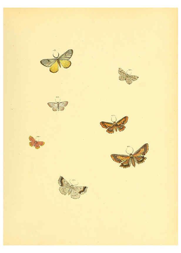 Reproducción/Reproduction 6140438634: Sammlung neuer oder wenig bekannter aussereuropäischer Schmetterlinge. Bd.1. Regensburg :G.J. Manz,1850/1858 [i.e. 1858-1869]