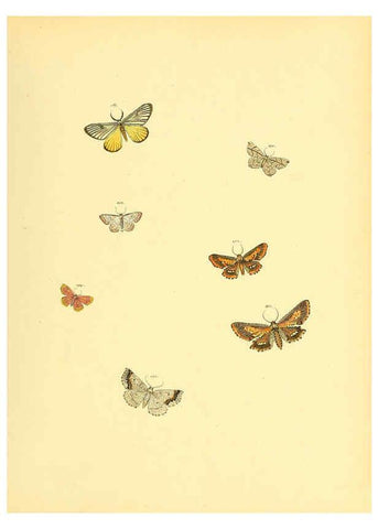 Reproducción/Reproduction 6140438634: Sammlung neuer oder wenig bekannter aussereuropäischer Schmetterlinge. Bd.1. Regensburg :G.J. Manz,1850/1858 [i.e. 1858-1869]