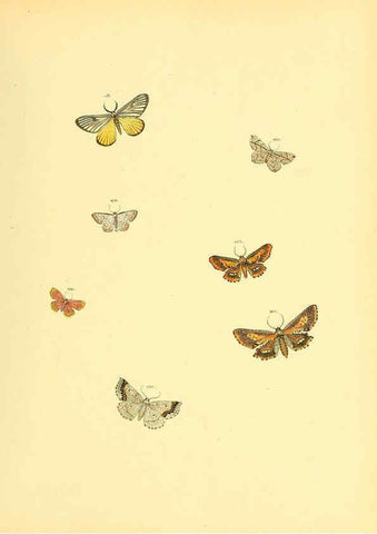 Reproducción/Reproduction 6140438634: Sammlung neuer oder wenig bekannter aussereuropäischer Schmetterlinge. Bd.1. Regensburg :G.J. Manz,1850/1858 [i.e. 1858-1869]
