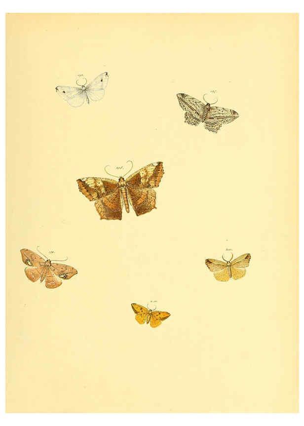 Reproducción/Reproduction 6139887427: Sammlung neuer oder wenig bekannter aussereuropäischer Schmetterlinge. Bd.1. Regensburg :G.J. Manz,1850/1858 [i.e. 1858-1869]