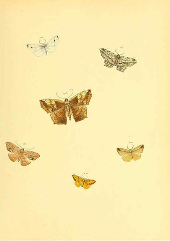 Reproducción/Reproduction 6139887427: Sammlung neuer oder wenig bekannter aussereuropäischer Schmetterlinge. Bd.1. Regensburg :G.J. Manz,1850/1858 [i.e. 1858-1869]