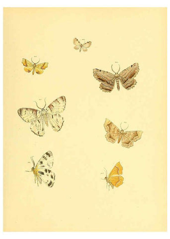 Reproducción/Reproduction 6140439268: Sammlung neuer oder wenig bekannter aussereuropäischer Schmetterlinge. Bd.1. Regensburg :G.J. Manz,1850/1858 [i.e. 1858-1869]