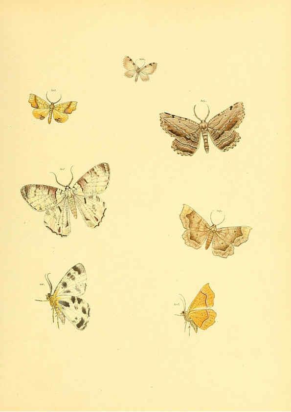 Reproducción/Reproduction 6140439268: Sammlung neuer oder wenig bekannter aussereuropäischer Schmetterlinge. Bd.1. Regensburg :G.J. Manz,1850/1858 [i.e. 1858-1869]