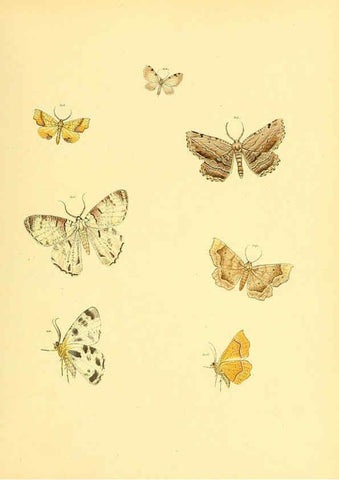 Reproducción/Reproduction 6140439268: Sammlung neuer oder wenig bekannter aussereuropäischer Schmetterlinge. Bd.1. Regensburg :G.J. Manz,1850/1858 [i.e. 1858-1869]