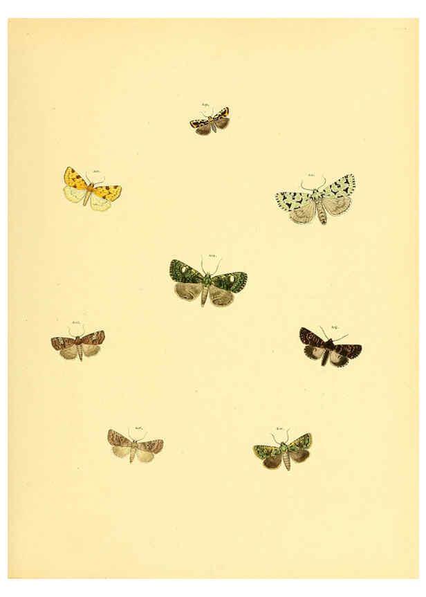 Reproducción/Reproduction 6140439636: Sammlung neuer oder wenig bekannter aussereuropäischer Schmetterlinge. Bd.1. Regensburg :G.J. Manz,1850/1858 [i.e. 1858-1869]