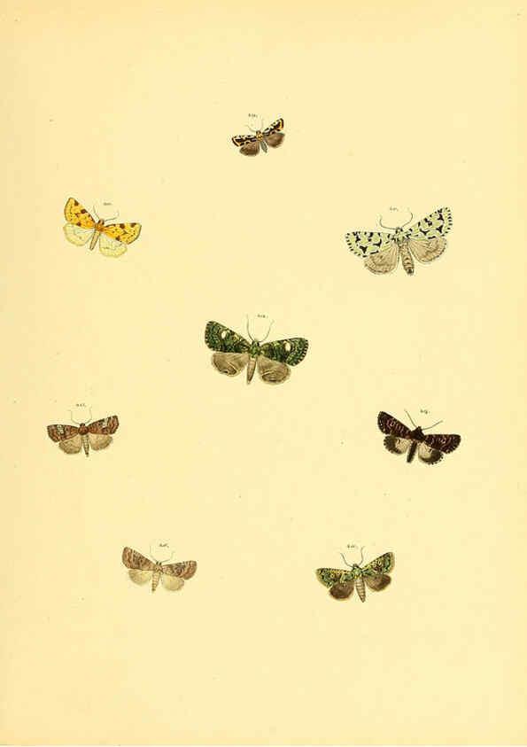 Reproducción/Reproduction 6140439636: Sammlung neuer oder wenig bekannter aussereuropäischer Schmetterlinge. Bd.1. Regensburg :G.J. Manz,1850/1858 [i.e. 1858-1869]