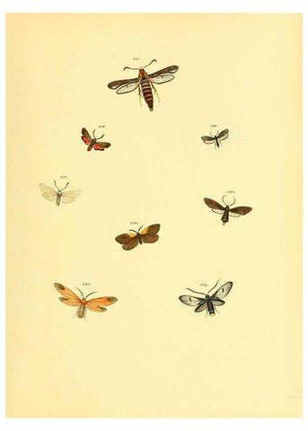 Reproducción/Reproduction 6140440210: Sammlung neuer oder wenig bekannter aussereuropäischer Schmetterlinge. Bd.1. Regensburg :G.J. Manz,1850/1858 [i.e. 1858-1869]