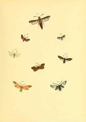 Reproducción/Reproduction 6140440210: Sammlung neuer oder wenig bekannter aussereuropäischer Schmetterlinge. Bd.1. Regensburg :G.J. Manz,1850/1858 [i.e. 1858-1869]