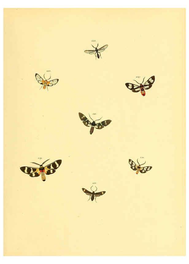 Reproducción/Reproduction 6140440450: Sammlung neuer oder wenig bekannter aussereuropäischer Schmetterlinge. Bd.1. Regensburg :G.J. Manz,1850/1858 [i.e. 1858-1869]