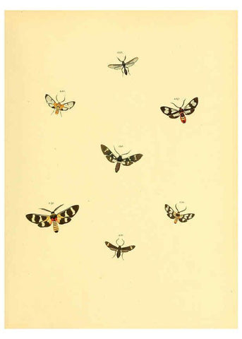 Reproducción/Reproduction 6140440450: Sammlung neuer oder wenig bekannter aussereuropäischer Schmetterlinge. Bd.1. Regensburg :G.J. Manz,1850/1858 [i.e. 1858-1869]