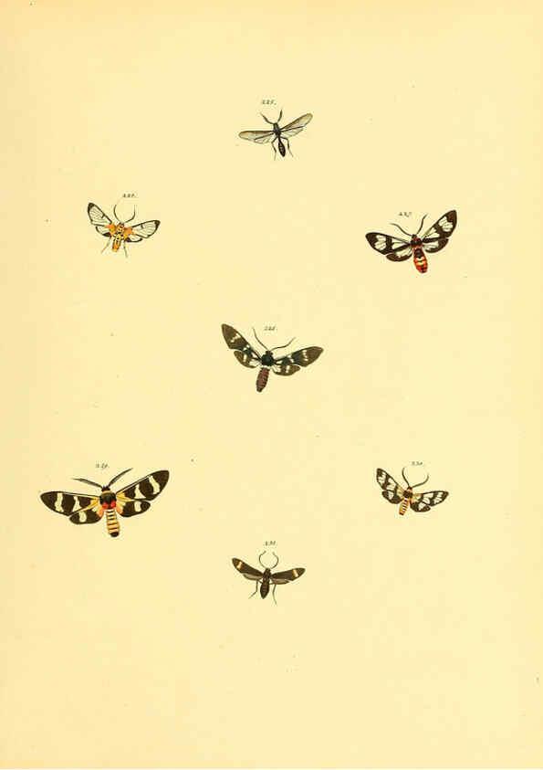 Reproducción/Reproduction 6140440450: Sammlung neuer oder wenig bekannter aussereuropäischer Schmetterlinge. Bd.1. Regensburg :G.J. Manz,1850/1858 [i.e. 1858-1869]