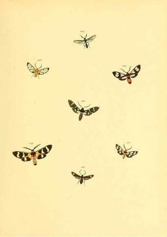 Reproducción/Reproduction 6140440450: Sammlung neuer oder wenig bekannter aussereuropäischer Schmetterlinge. Bd.1. Regensburg :G.J. Manz,1850/1858 [i.e. 1858-1869]