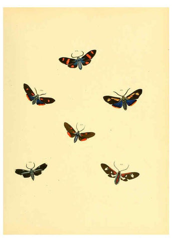 Reproducción/Reproduction 6140440682: Sammlung neuer oder wenig bekannter aussereuropäischer Schmetterlinge. Bd.1. Regensburg :G.J. Manz,1850/1858 [i.e. 1858-1869]