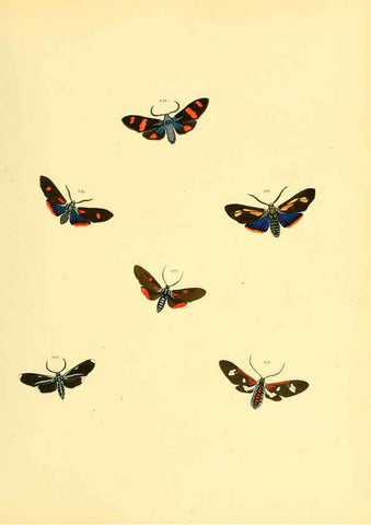 Reproducción/Reproduction 6140440682: Sammlung neuer oder wenig bekannter aussereuropäischer Schmetterlinge. Bd.1. Regensburg :G.J. Manz,1850/1858 [i.e. 1858-1869]