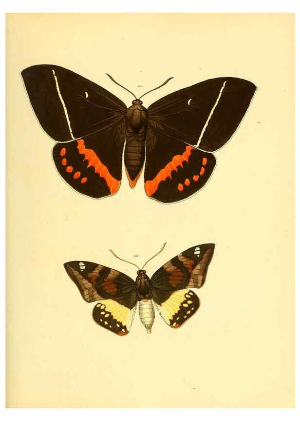 Reproducción/Reproduction 6139884237: Sammlung neuer oder wenig bekannter aussereuropäischer Schmetterlinge. Bd.1. Regensburg :G.J. Manz,1850/1858 [i.e. 1858-1869]